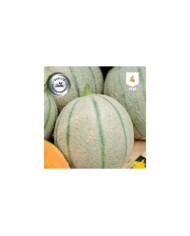 Melon Stellio F1