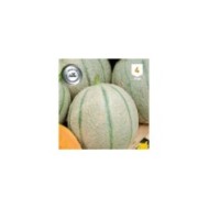 Melon Stellio F1
