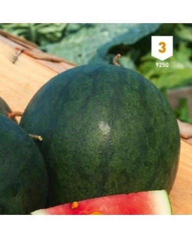 Pastèque Sugar Baby Melon d'eau