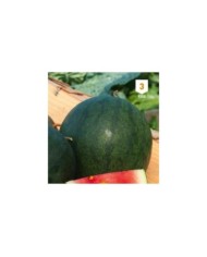 Pastèque Sugar Baby Melon d'eau