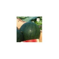 Pastèque Sugar Baby Melon d'eau