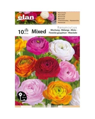 Renoncules en mélange - lot de 10