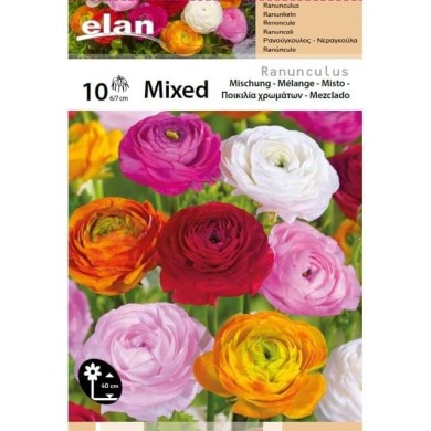 Renoncules en mélange - lot de 10