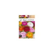 Renoncules en mélange - lot de 10