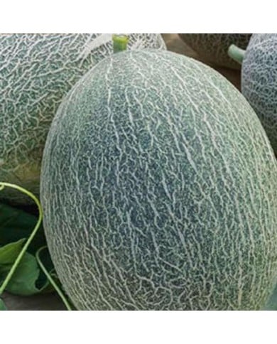 Melon ananas