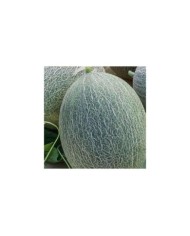Melon ananas