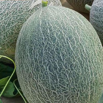 Melon ananas
