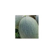 Melon ananas