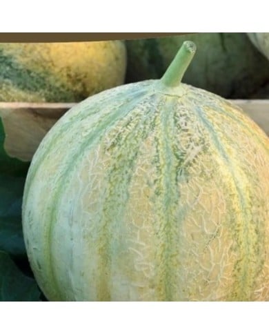 Melon Jenga F1