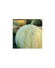 Melon Jenga F1