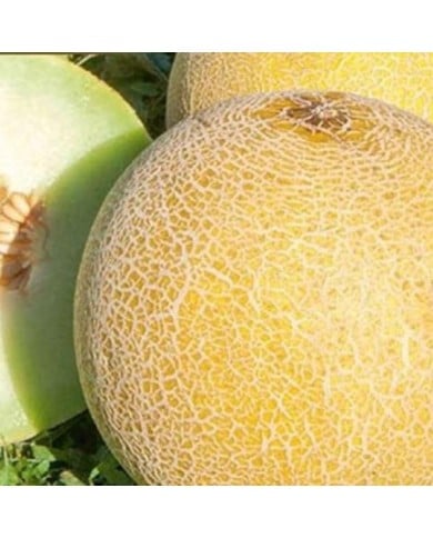 Melon galia Garanto F1