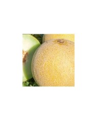 Melon galia Garanto F1