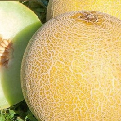 Melon galia Garanto F1