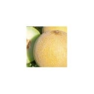 Melon galia Garanto F1