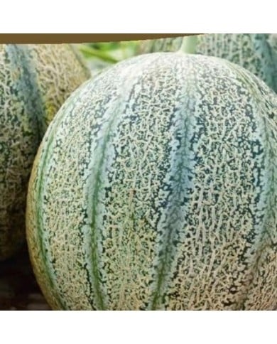 Melon Griselet HF1