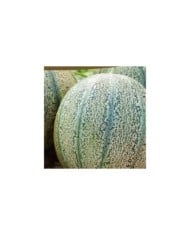 Melon Griselet HF1