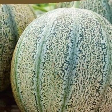 Melon Griselet HF1