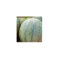 Melon Griselet HF1