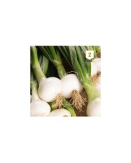 Oignon blanc hâtif de Paris