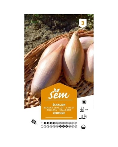 Echalion Zebrune (sachet)