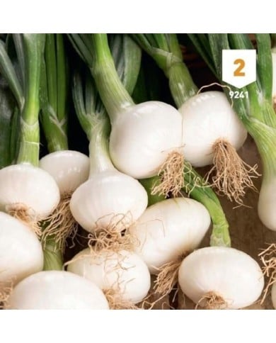 Oignon blanc hâtif de Barletta