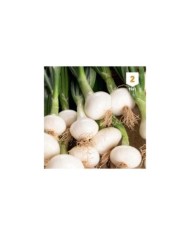 Oignon blanc hâtif de Barletta