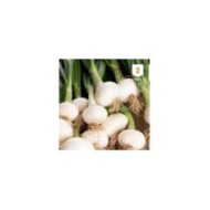 Oignon blanc hâtif de Barletta