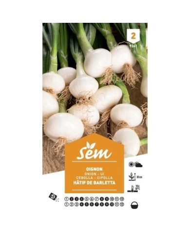 Oignon blanc hâtif de Barletta (sachet)