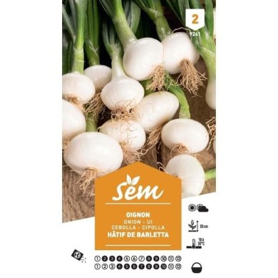 Oignon blanc hâtif de Barletta (sachet)