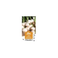 Oignon blanc hâtif de Barletta (sachet)