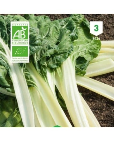 Poirée verte à carde blanche Bio