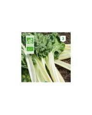 Poirée verte à carde blanche Bio