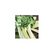 Poirée verte à carde blanche Bio