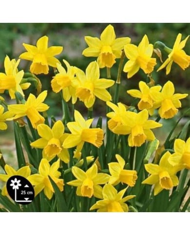 Narcisse Tête à Tête - Lot de 5 bulbes, calibre 10/12