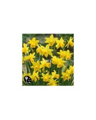 Narcisse Tête à Tête - Lot de 5 bulbes, calibre 10/12