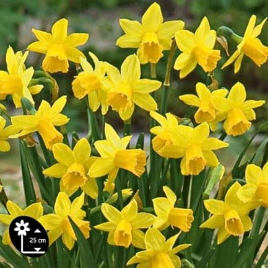 Narcisse Tête à Tête - Lot de 5 bulbes, calibre 10/12