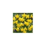 Narcisse Tête à Tête - Lot de 5 bulbes, calibre 10/12