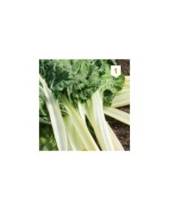 Poirée verte carde blanche