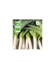 Poireau monstrueux de Carentan Bio