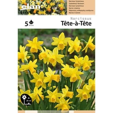 Narcisse Tête à Tête - Lot de 5 bulbes, calibre 10/12