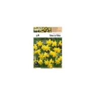 Narcisse Tête à Tête - Lot de 5 bulbes, calibre 10/12