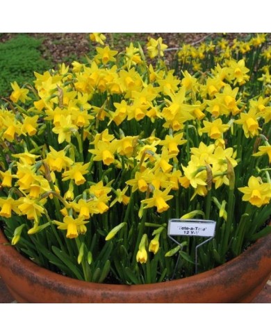 Narcisse Tête à Tête - Lot de 5 bulbes, calibre 10/12