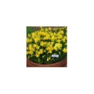 Narcisse Tête à Tête - Lot de 5 bulbes, calibre 10/12