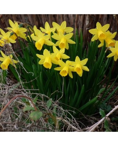 Narcisse Tête à Tête - Lot de 5 bulbes, calibre 10/12