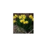 Narcisse Tête à Tête - Lot de 5 bulbes, calibre 10/12