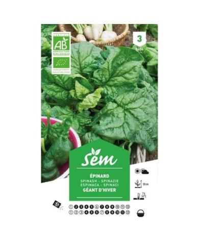 Epinard rond géant d'hiver Bio (sachet)