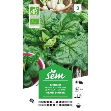 Epinard rond géant d'hiver Bio (sachet)