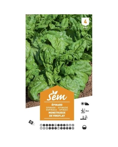 Epinard Monstrueux de Viroflay XXL (sachet)