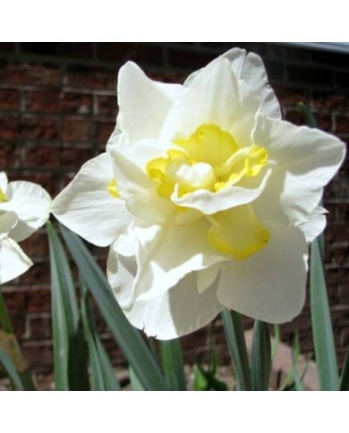 Narcisse White Lion - Lot de 5 bulbes, calibre 12+