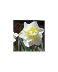 Narcisse White Lion - Lot de 5 bulbes, calibre 12+